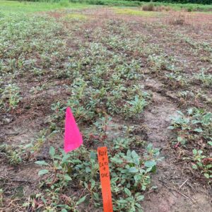 herbicide-resistant palmer amaranth