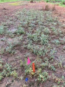 larger herbicide-resistant palmer amaranth