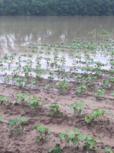 flooded cotton field