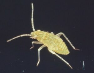 cotton fleahopper nymph