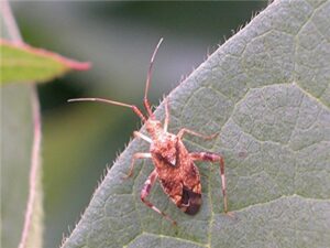 clouded plant bug adult