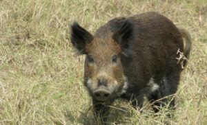feral hog