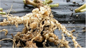guava root-knot nematode