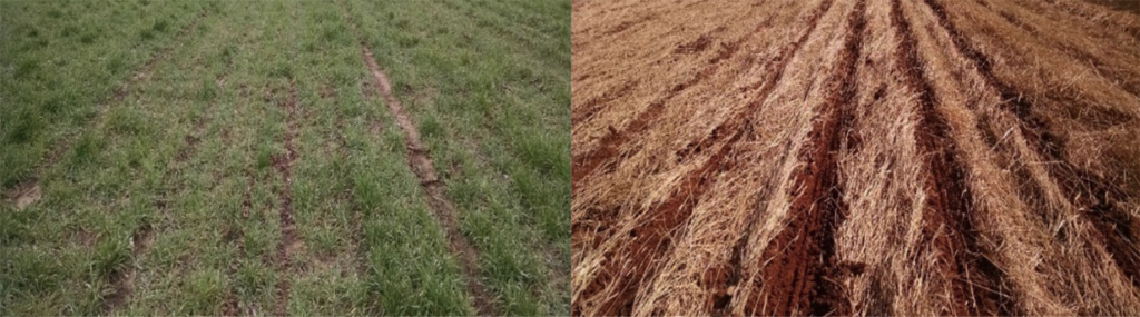 cereal rye cover crop