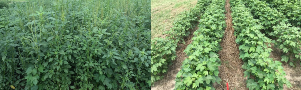 palmer pigweed vs. cover crop
