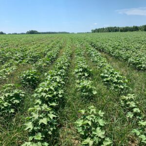 weedy cotton field