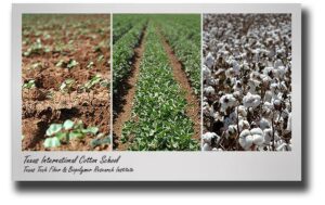 texas tech cotton school