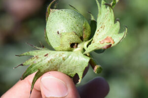 bollworm damage