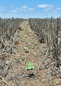 cotton in wheat cover crop