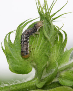 bollworm larva