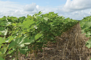 cotton sustainability