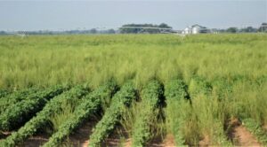 pigweed in a cotton field