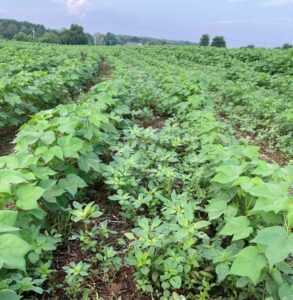 palmer amaranth escapes