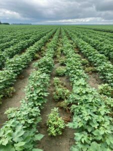 palmer amaranth escapes