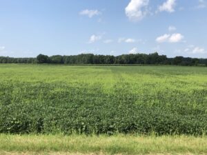 jungle rice tennessee