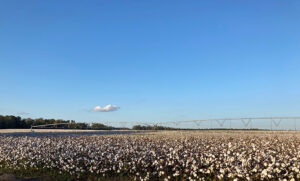 soil moisture in a south carolina cotton field