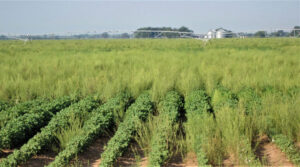 out-of-control pigweed in Texas