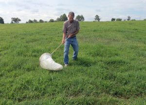 using a sweep net to scout for armyworms