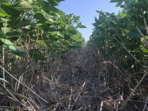 irrigated field with cover crop near Lamesa, Texas