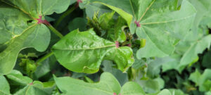 cotton leaf roll dwarf virus