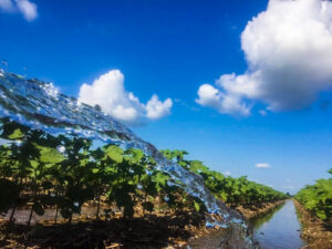 cotton irrigation