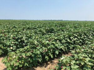 white flye farms cotton field