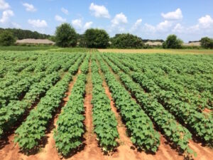 OVT cotton trials