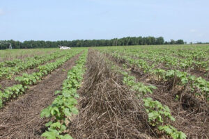 cotton with rye cover crop