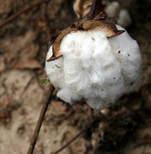 arkansas cotton boll