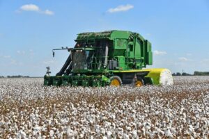 el campo, texas, cotton harvest