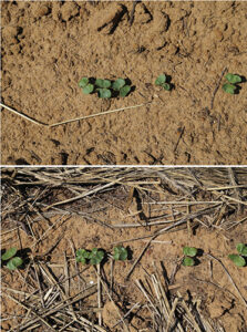 cotton seedlings with and without rye cover