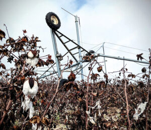 cotton after a disaster