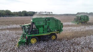 harvesting cotton in September in Georgia