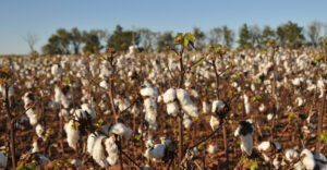 oklahoma cotton