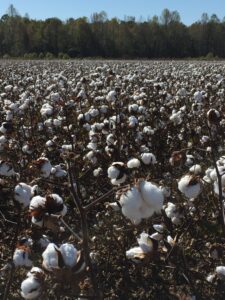 north carolina cotton