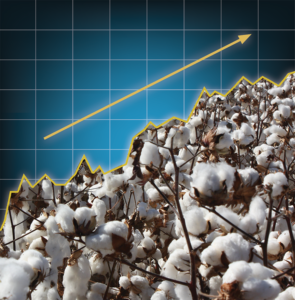 cotton marketing chart
