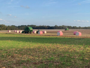 pickers baling cotton