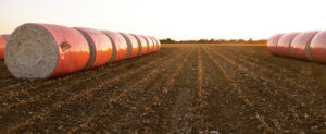 baled cotton louisiana