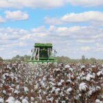alabama cotton harvest