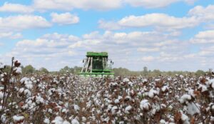 alabama cotton harvest