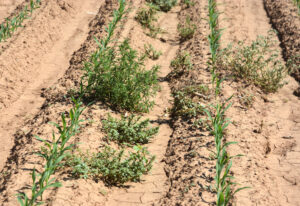 controlling early weeds