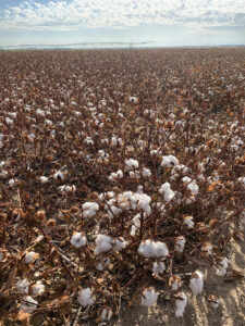 kansas cotton