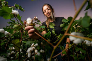 sarah kezar research on palmer amaranth
