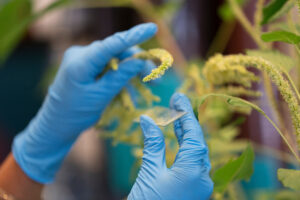 single female palmer amaranth