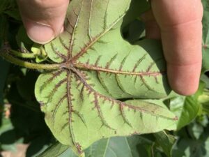 Close-up photo of a cotton leaf with bacterial blight. 