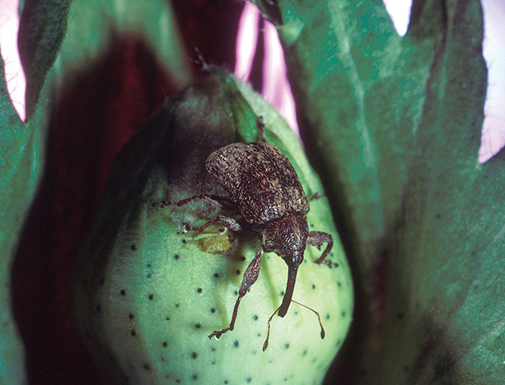 Close-up photo of a boll weevil resting on a developing cotton boll. 