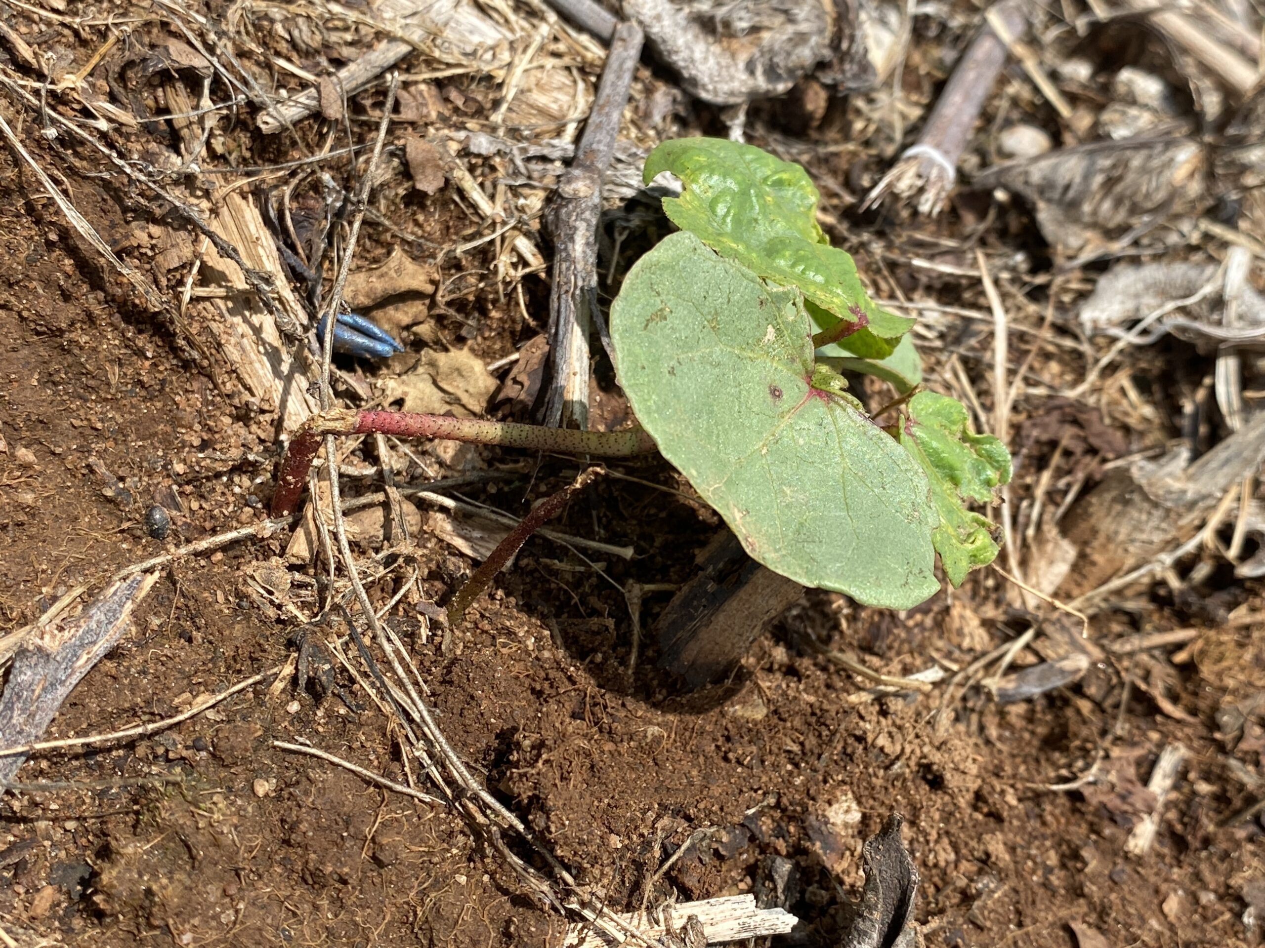 Tales Of Cotton Insects - Cotton Farming